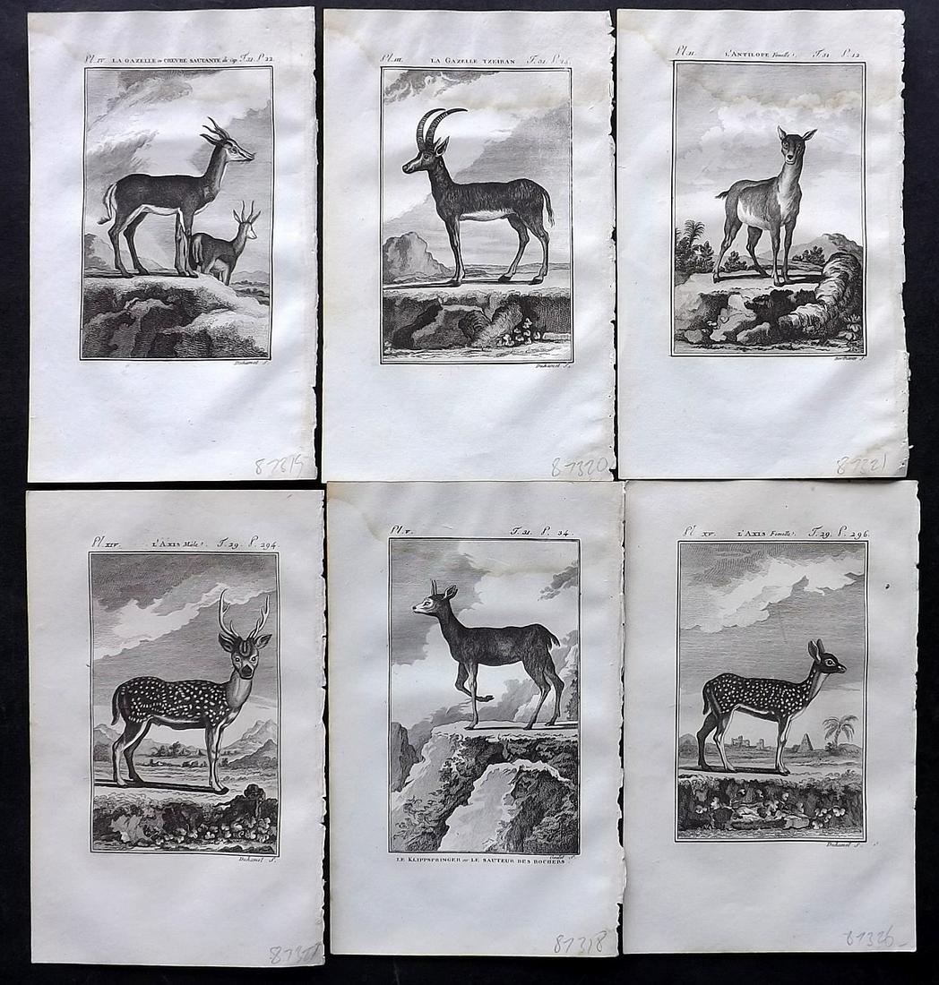 Buffon & Sonnini C1800 Lot of 6 Prints. Antelopes, Axis: Copper Plate Published 1799-1808, Paris for "Histoire naturelle générale et particulière" by the Comte de Buffon and Charles Nicolas Sigisbert Sonnini. Paper Size: 7.5 x 5 inch (19 x 12cm) 4 with w