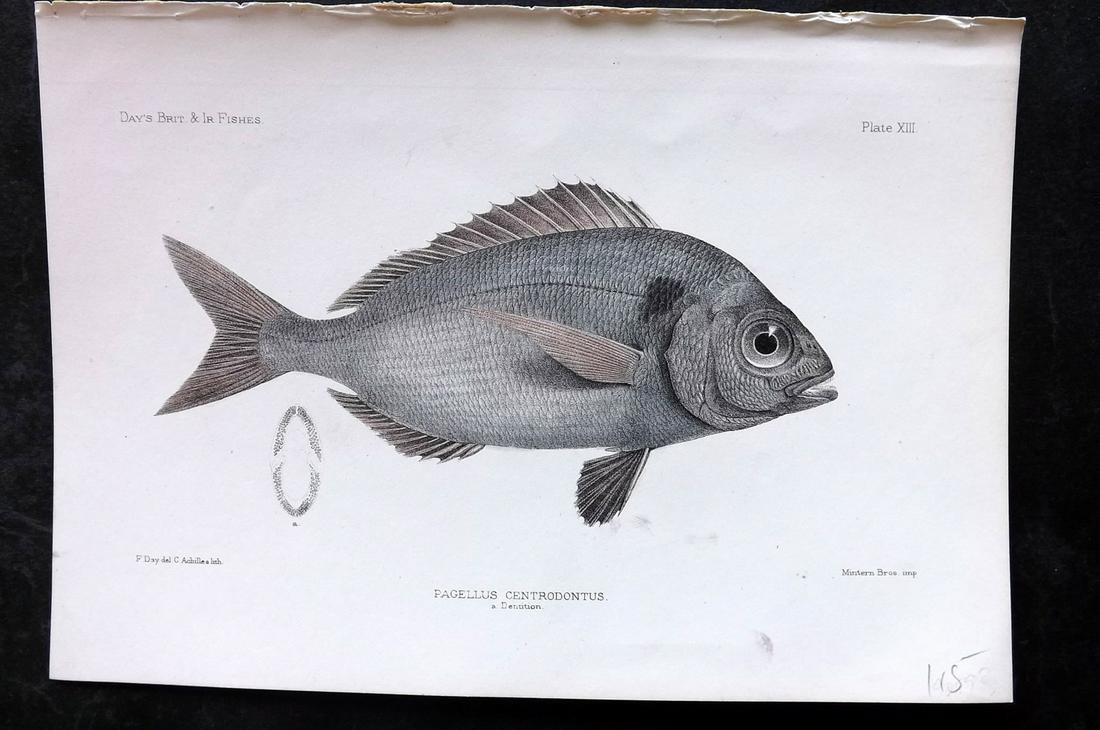 Day, Francis 1884 Hand Col Fish Print. Sea Bream 13 (1 of 1)