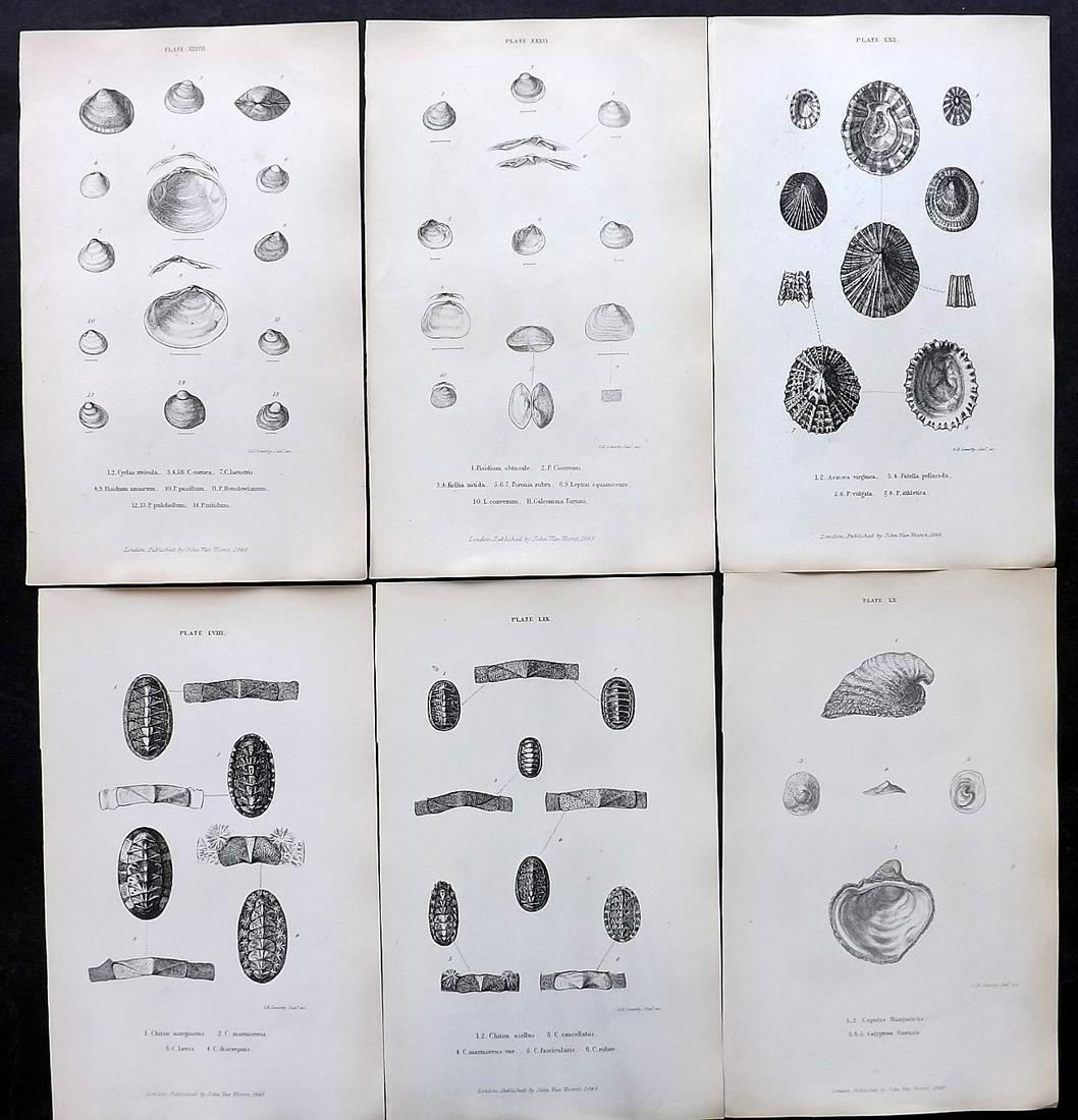 Forbes, Edward 1853 Lot of 6 Antique Shell Prints: Etchings Published 1848-53, London for "A History of British Mollusca, and their Shells" by Edward Forbes. Paper Size: 8 x 5 inch (21 x 13cm) Good Condition