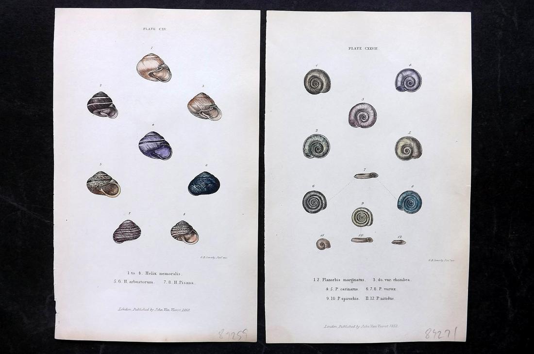 Forbes, Edward 1853 Pair of Antique Hand Col Shell Prints: Hand Colored Etchings Published 1848-53, London for "A History of British Mollusca, and their Shells" by Edward Forbes. Paper Size: 8 x 5 inch (21 x 13cm) Good Condition