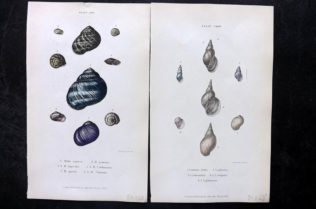 Forbes, Edward 1853 Pair of Antique Hand Col Shell Prints (1 of 2)