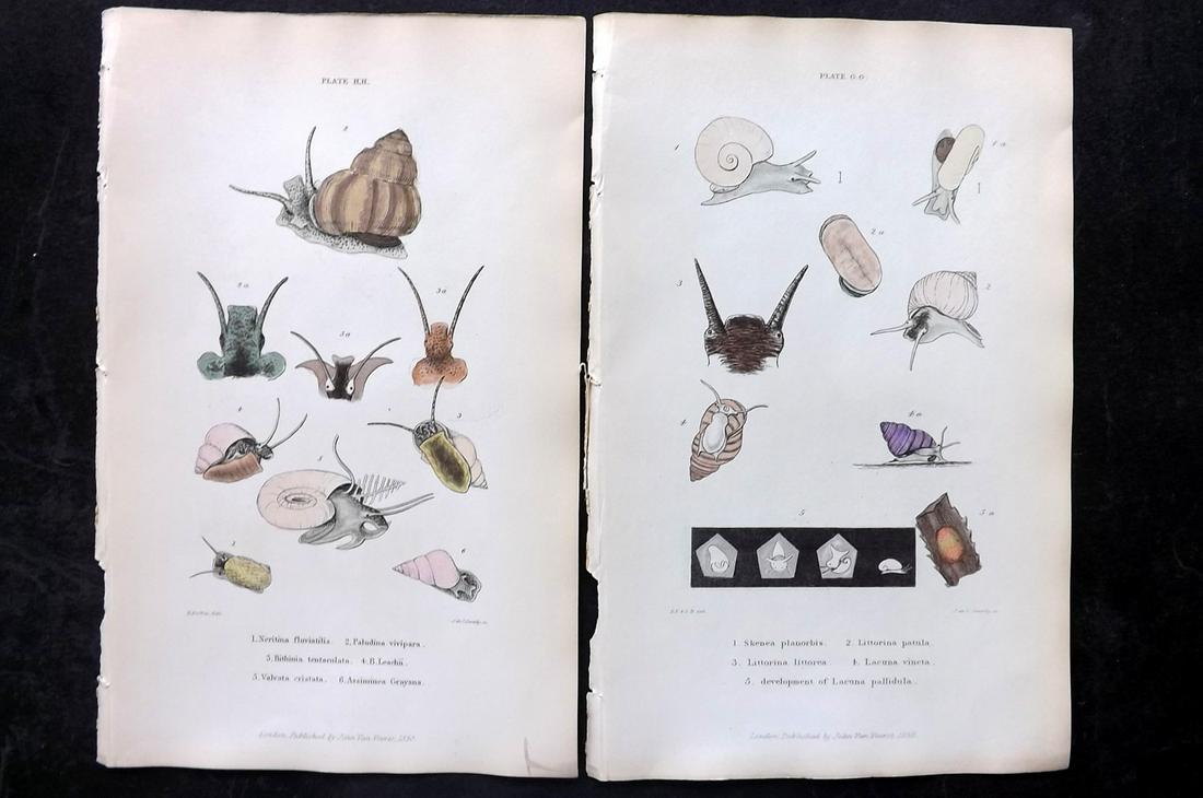 Forbes, Edward 1853 Pair of Antique Hand Col Shell/Sea Life Prints (1 of 2)