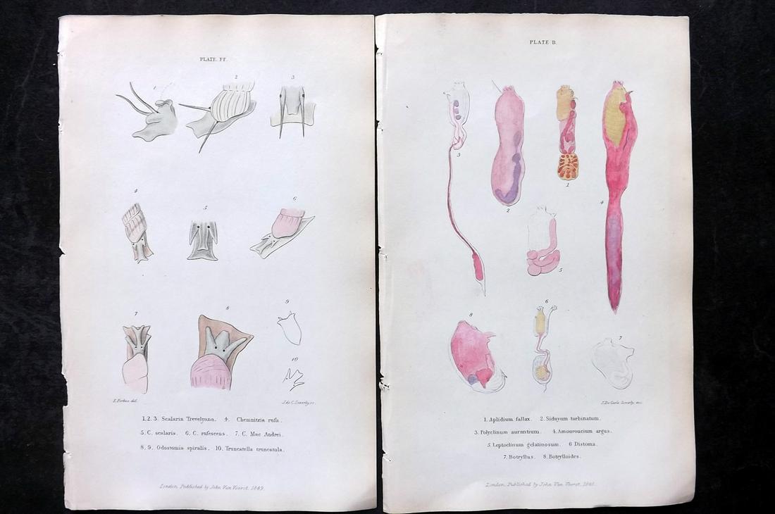 Forbes, Edward 1853 Pair of Antique Hand Col Shell/Sea Life Prints (1 of 2)