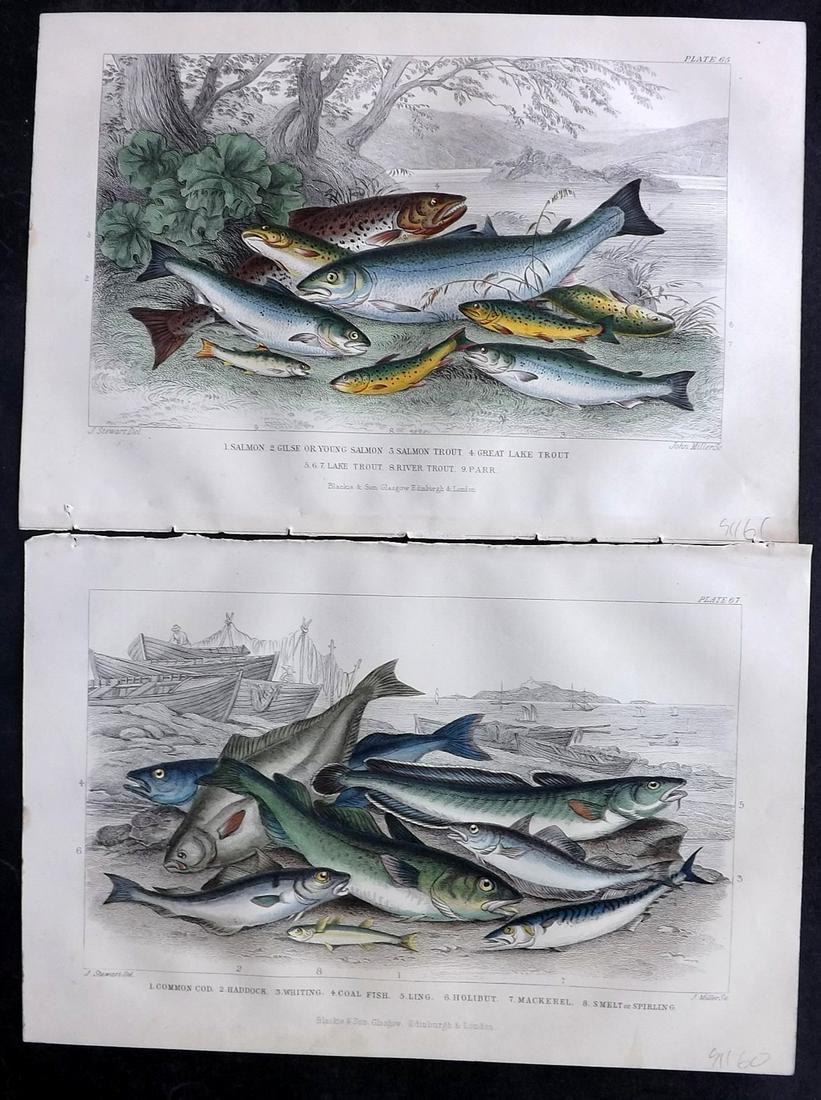 Goldsmith, Oliver 1866 Pair of Hand Col Fish Prints. Salmon, Cod etc (1 of 2)