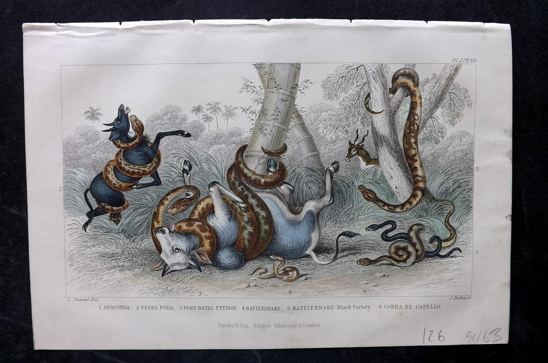 Goldsmith, Oliver 1866 Pair of Hand Col Print. Anaconda attacking Prey & Snakes (1 of 2)