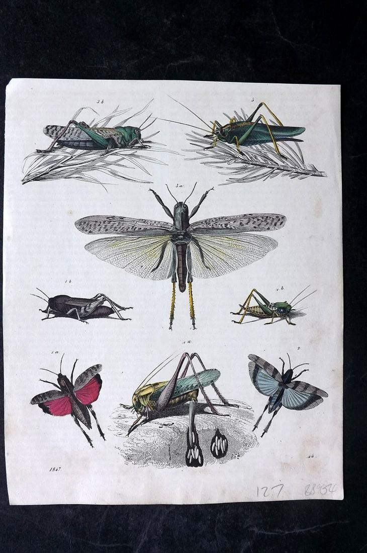 Hoffmann, Carl 1847 Hand Col Print. Locusts Insects 44: Hand Colored Lithograph Published 1842-80, Stuttgart for "Das Buch der Welt" by Carl Hoffmann. Paper Size: 9.5 x 7 inch (25 x 18cm) Approx. Very minor background toning. Good Condition overall
