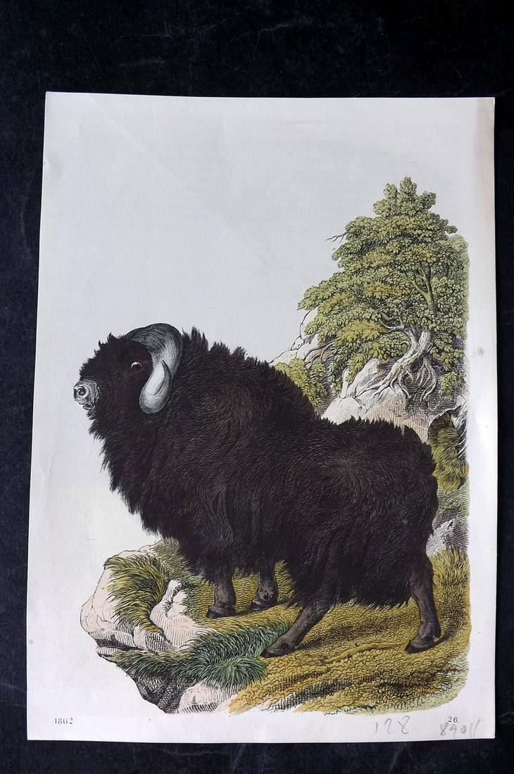 Hoffmann, Carl 1862 Hand Col Print. Yak 26 (1 of 2)