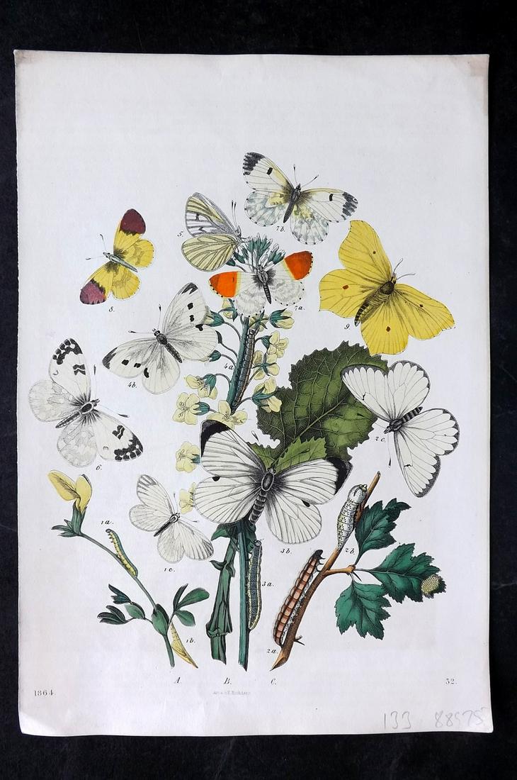 Hoffmann, Carl 1864 Hand Col Print. Butterflies 32: Hand Colored Lithograph Published 1842-80, Stuttgart for "Das Buch der Welt" by Carl Hoffmann. Paper Size: 9.5 x 7 inch (25 x 18cm) Approx. Good Condition overall
