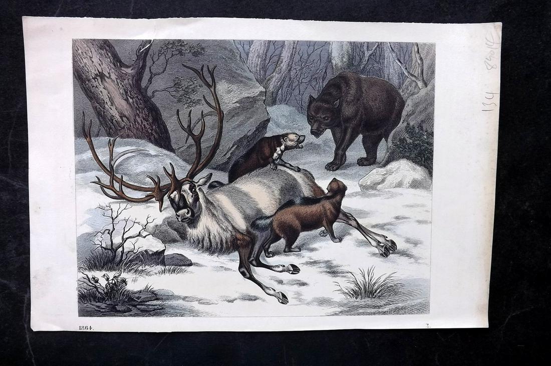Hoffmann, Carl 1864 Hand Col Print. Reindeer & Bear 02 (1 of 2)