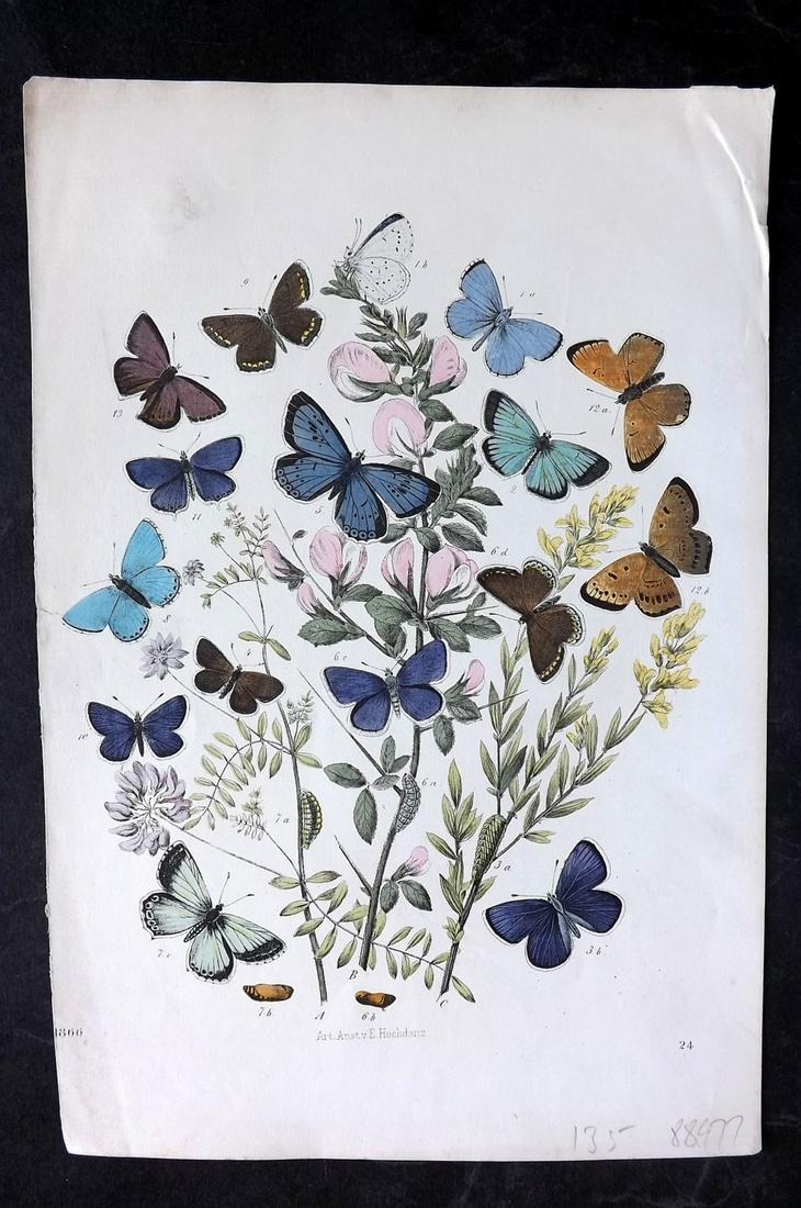 Hoffmann, Carl 1866 Hand Col Print. Butterflies 24 (1 of 2)