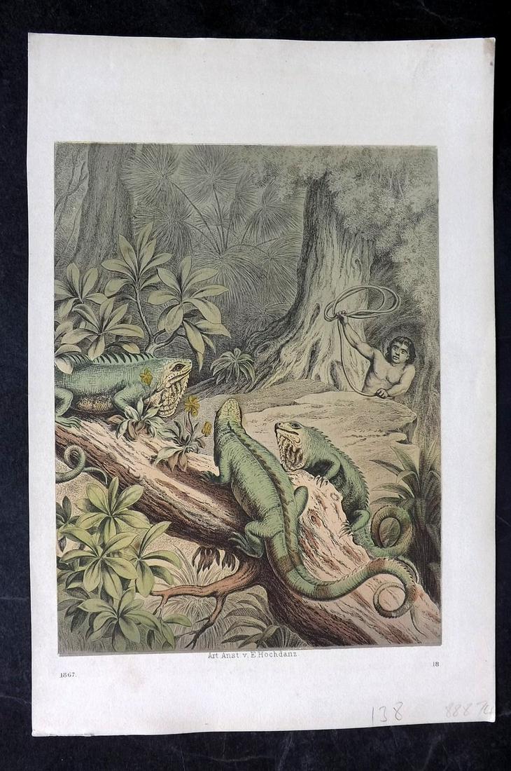 Hoffmann, Carl 1867 Hand Col Print. Lizards 18: Hand Colored Lithograph Published 1842-80, Stuttgart for "Das Buch der Welt" by Carl Hoffmann. Paper Size: 9.5 x 7 inch (25 x 18cm) Approx. Good Condition overall