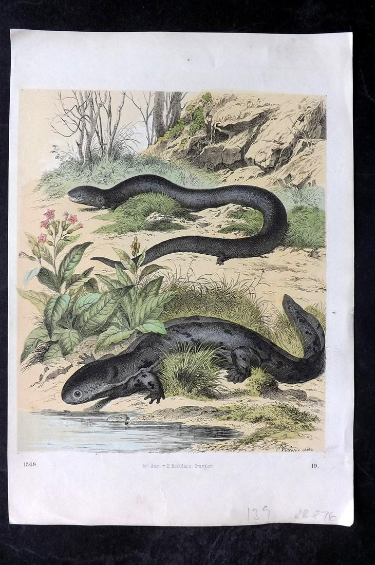 Hoffmann, Carl 1869 Hand Col Print. Salamanders 19: Hand Colored Lithograph Published 1842-80, Stuttgart for "Das Buch der Welt" by Carl Hoffmann. Paper Size: 9.5 x 7 inch (25 x 18cm) Approx. Good Condition overall