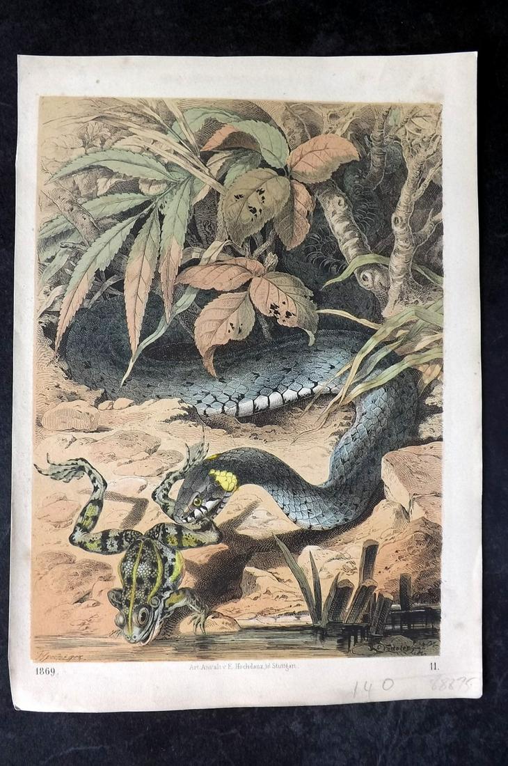 Hoffmann, Carl 1869 Hand Col Print. Snake catching Frog 11: Hand Colored Lithograph Published 1842-80, Stuttgart for "Das Buch der Welt" by Carl Hoffmann. Paper Size: 9.5 x 7 inch (25 x 18cm) Approx. Good Condition overall
