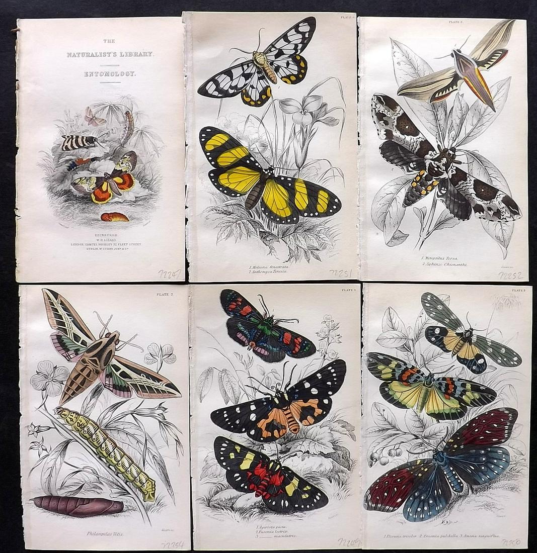 Jardine, William C1840 Lot of 6 Hand Col Prints. Moths (1 of 2)