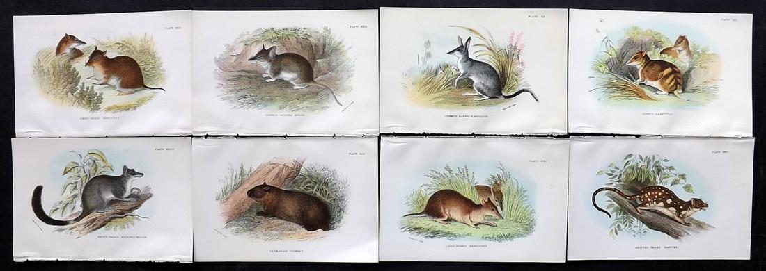 Lloyds's 1897 Lot of 8 Antique Prints. Australian Natives: Chromolithographs Published 1894-97, London for "Lloyds's Natural History..." Edited by R. Bowdler Sharpe, W. F. Kirby, H. O. Forbes, R. Lydekker, and W. R. Olive-Grant. Illustrated after Keulemans, G