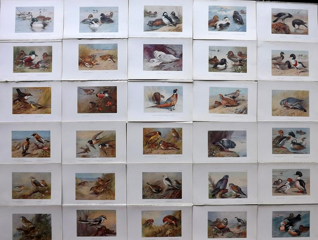 Thorburn, Archibald 1926 Lot of 30 Vintage Bird Prints (1 of 7)