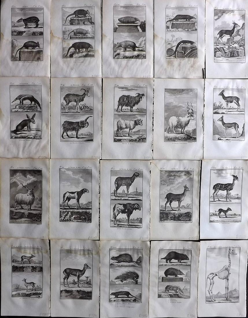 Buffon & Sonnini C1800 Lot of 20 Antique Animal Prints: Copper Plate Published 1799-1808, Paris for "Histoire naturelle gÃ©nÃ©rale et particuliÃ¨re" by the Comte de Buffon and Charles Nicolas Sigisbert Sonnini. Paper Size: 7.5 x 5 inch (19 x 12cm) Mo