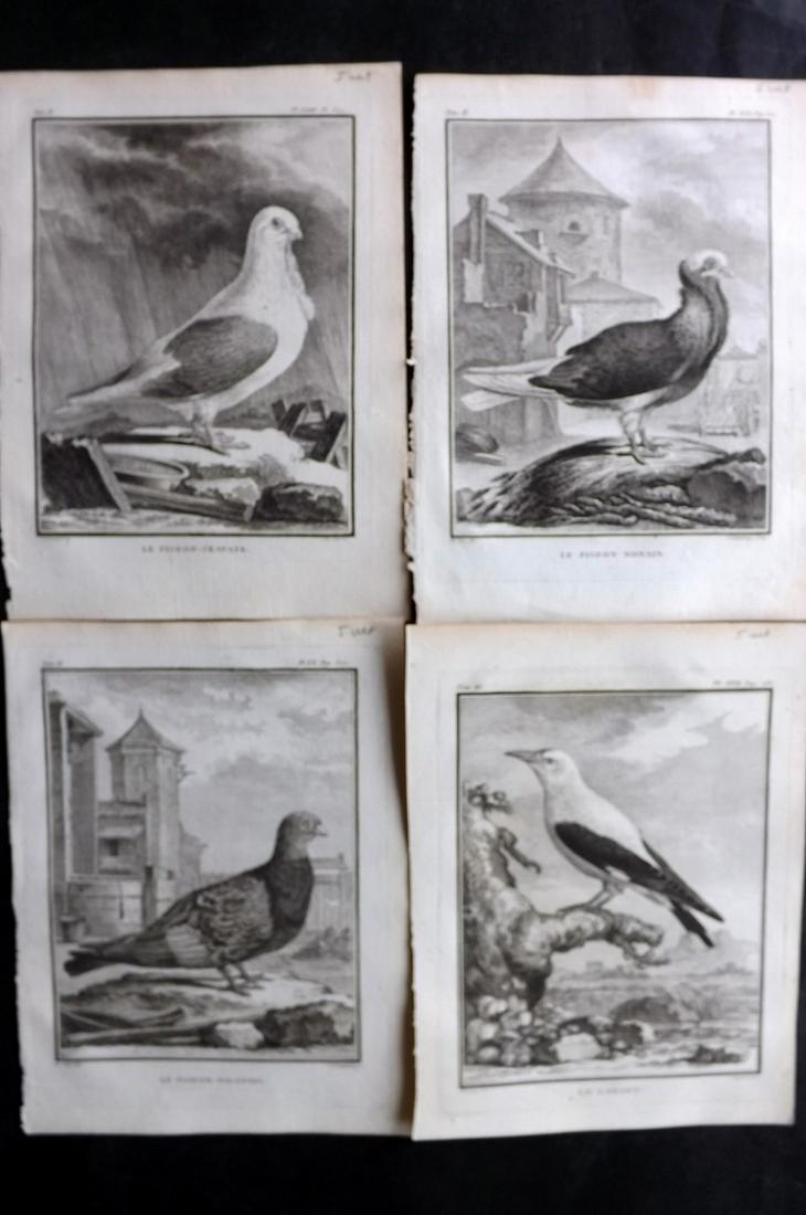 Buffon, Comte de 1781 Lot 4 First Edition Bird Prints (1 of 2)