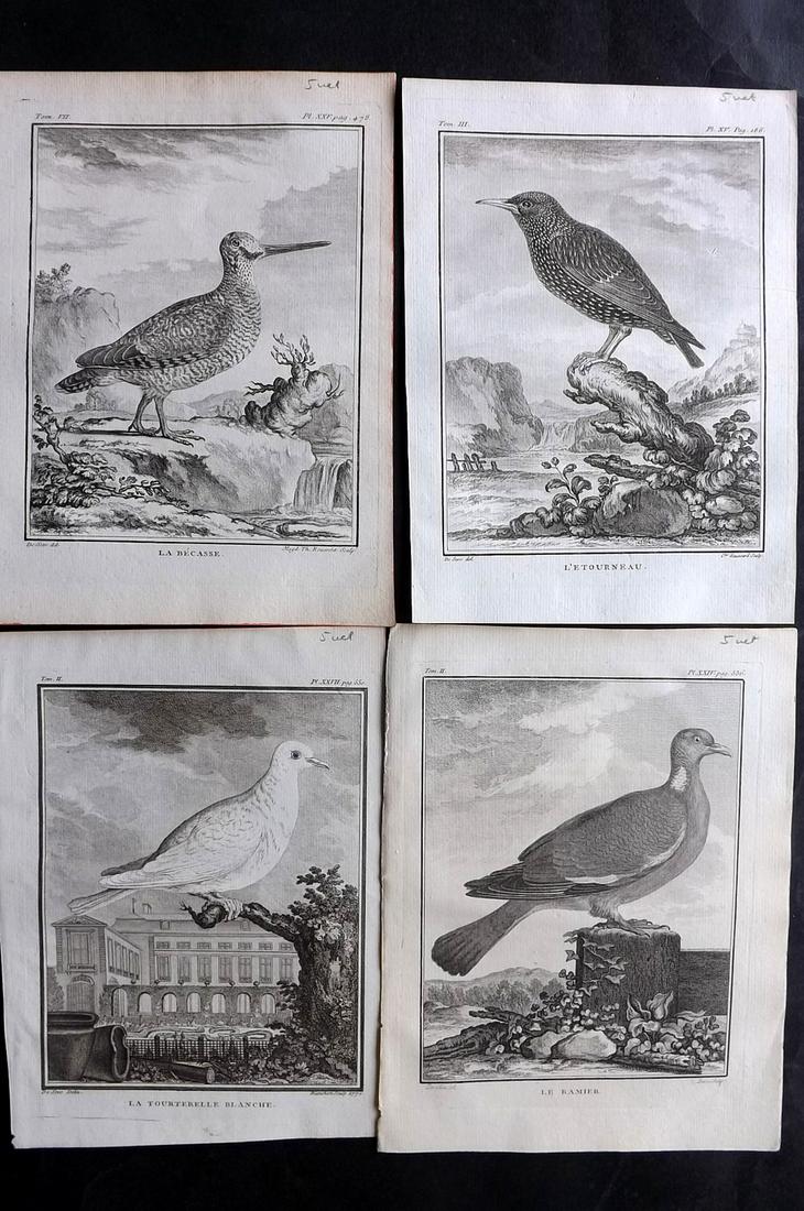 Buffon, Comte de 1781 Lot 4 First Edition Bird Prints: Copper Plates Published 1770-85 by Imprimerie Royale, Paris "Histoire Naturelle des Oiseaux" First Edition by Georges-Louis Leclerc, Comte de Buffon. Paper Size: 10 x 8 inch (26 x 20cm) Good Condition