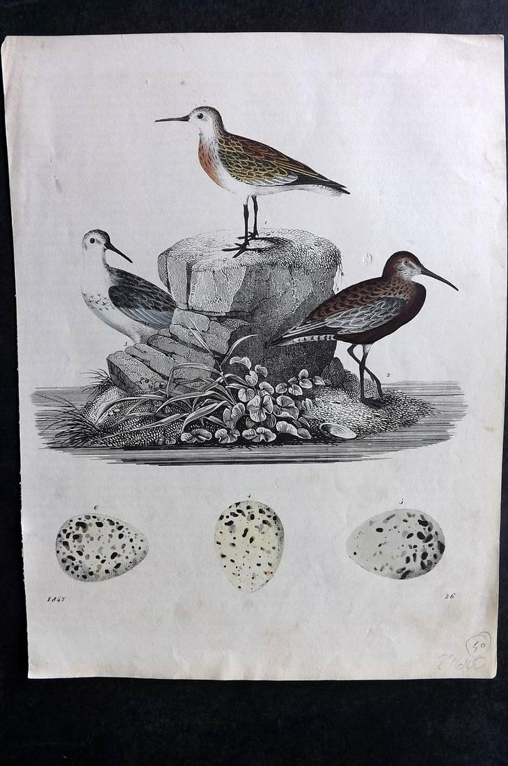 Hoffmann, Carl 1847 Hand Col Bird Print. Sandpipers, incl Red Belly & Eggs 26: Hand Colored Lithograph Published 1842-80, Stuttgart for "Das Buch der Welt" by Carl Hoffmann. Paper Size: 9.5 x 7 inch (25 x 18cm) Approx. Good Condition overall