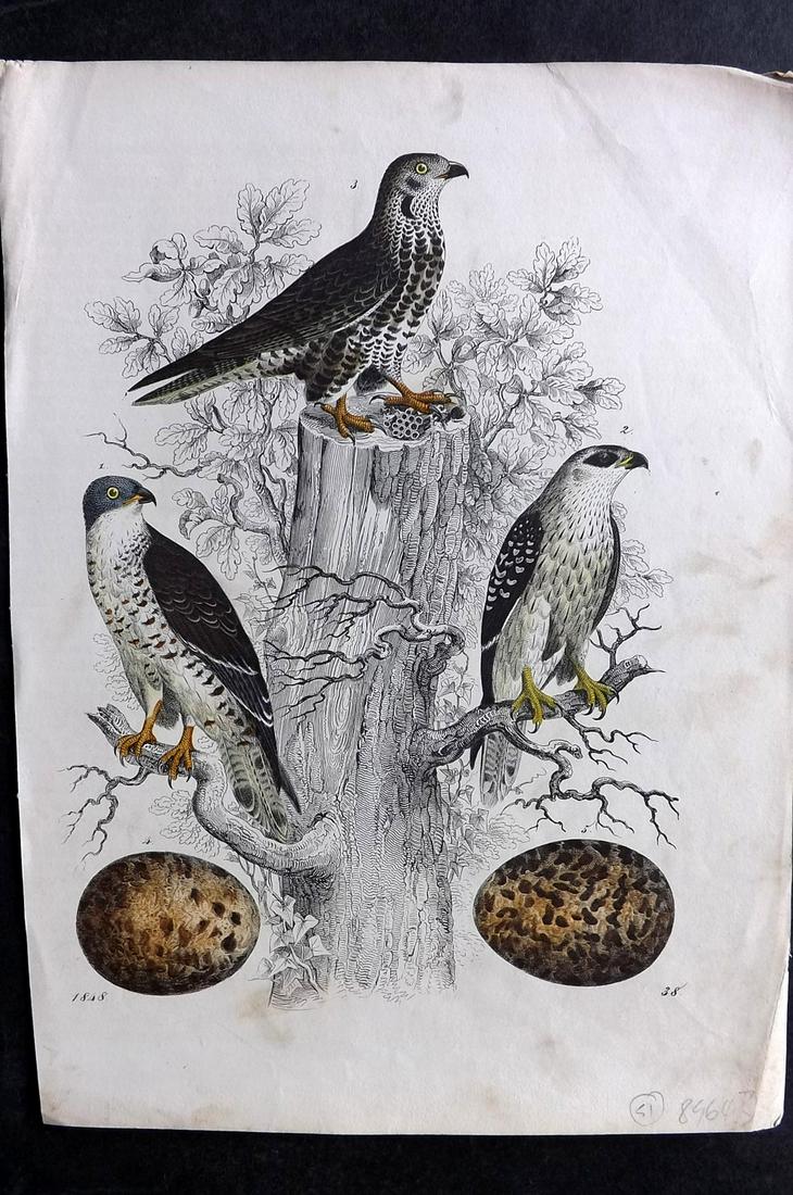 Hoffmann, Carl 1848 Hand Col Bird Print. Buzzards & Eggs 38: Hand Colored Lithograph Published 1842-80, Stuttgart for "Das Buch der Welt" by Carl Hoffmann. Paper Size: 9.5 x 7 inch (25 x 18cm) Approx. Good Condition overall