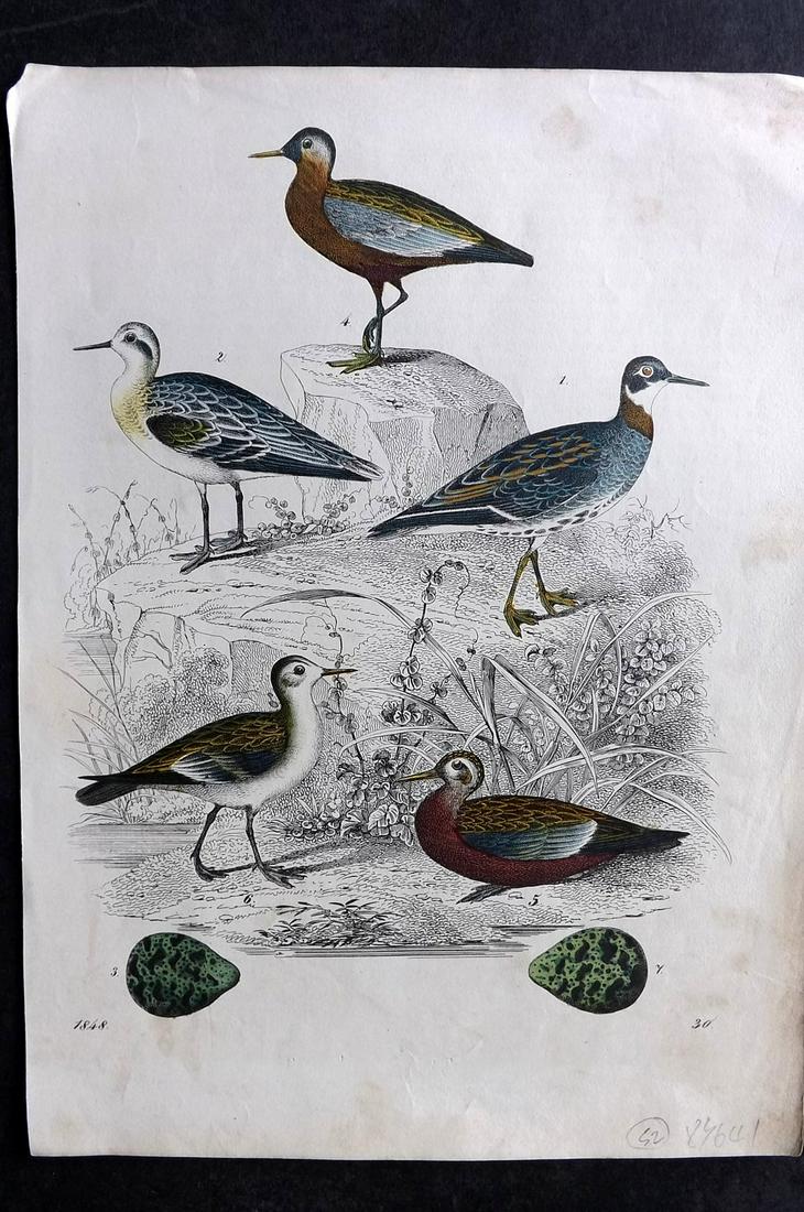 Hoffmann, Carl 1848 Hand Col Bird Print. Phalaropes & Eggs 30: Hand Colored Lithograph Published 1842-80, Stuttgart for "Das Buch der Welt" by Carl Hoffmann. Paper Size: 9.5 x 7 inch (25 x 18cm) Approx. Good Condition overall