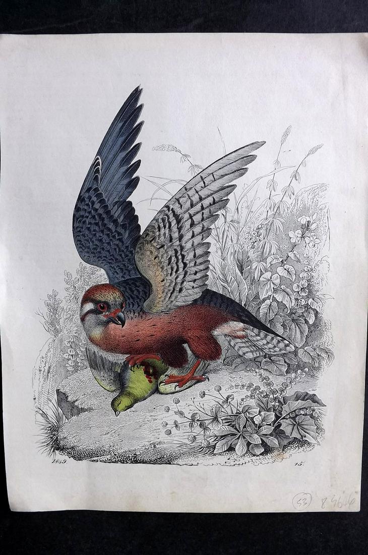 Hoffmann, Carl 1849 Hand Col Bird Print. Red Breasted Falcon attacking Prey 15 (1 of 2)
