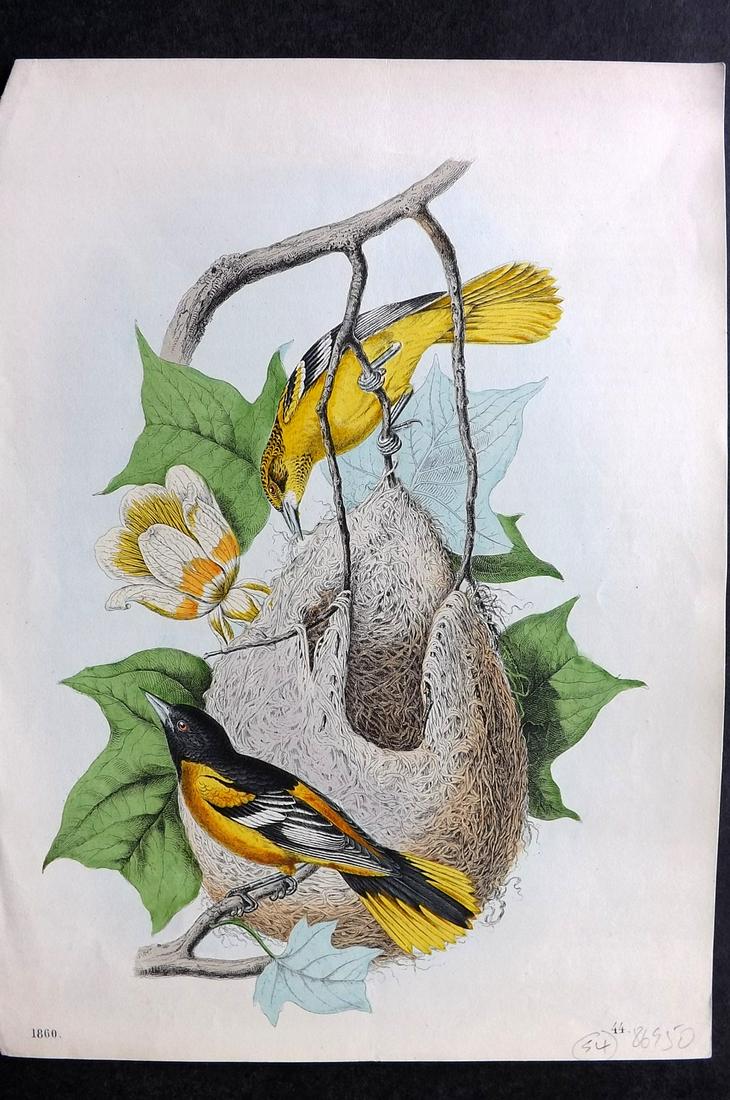 Hoffmann, Carl 1860 Hand Col Bird Print. Baltimore Oriole 44 (1 of 2)