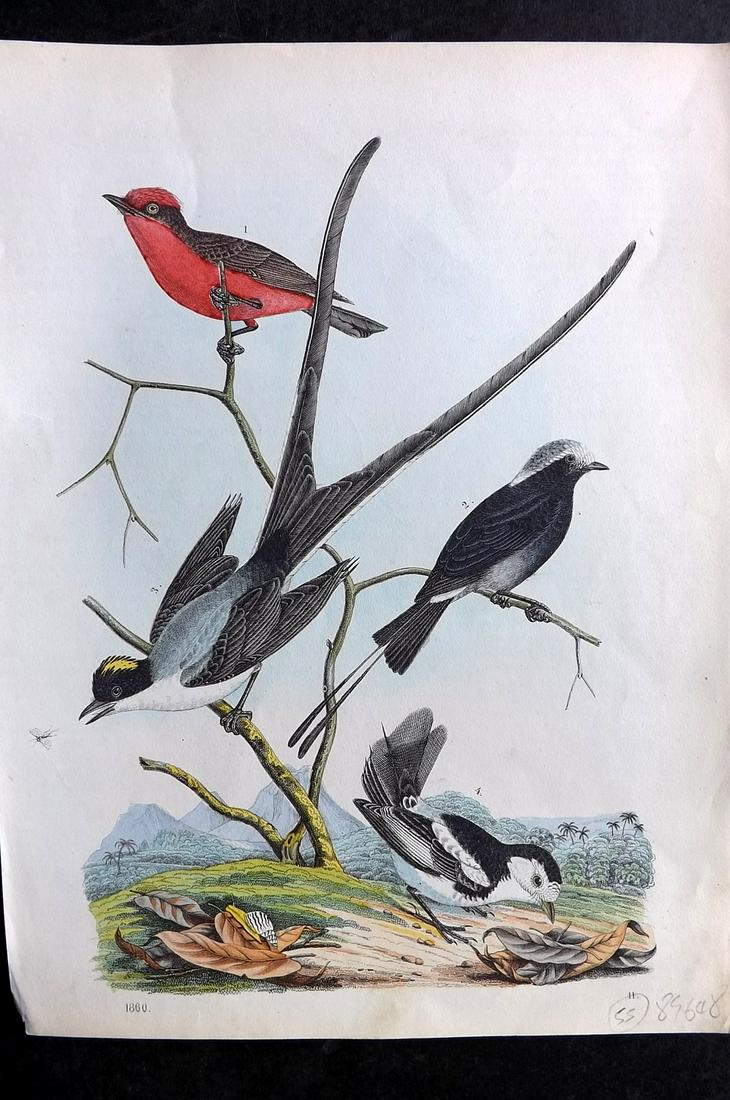 Hoffmann, Carl 1860 Hand Col Bird Print. Flycatchers 11 (1 of 2)