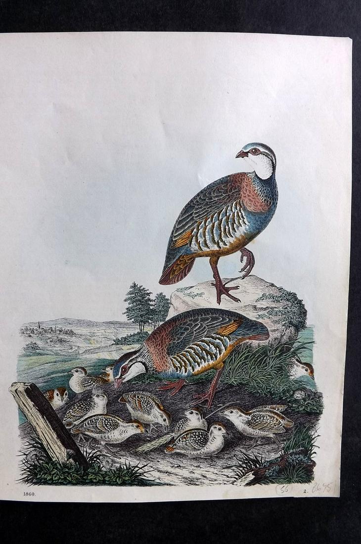 Hoffmann, Carl 1860 Hand Col Bird Print. Red Legged Partridge 02 (1 of 2)
