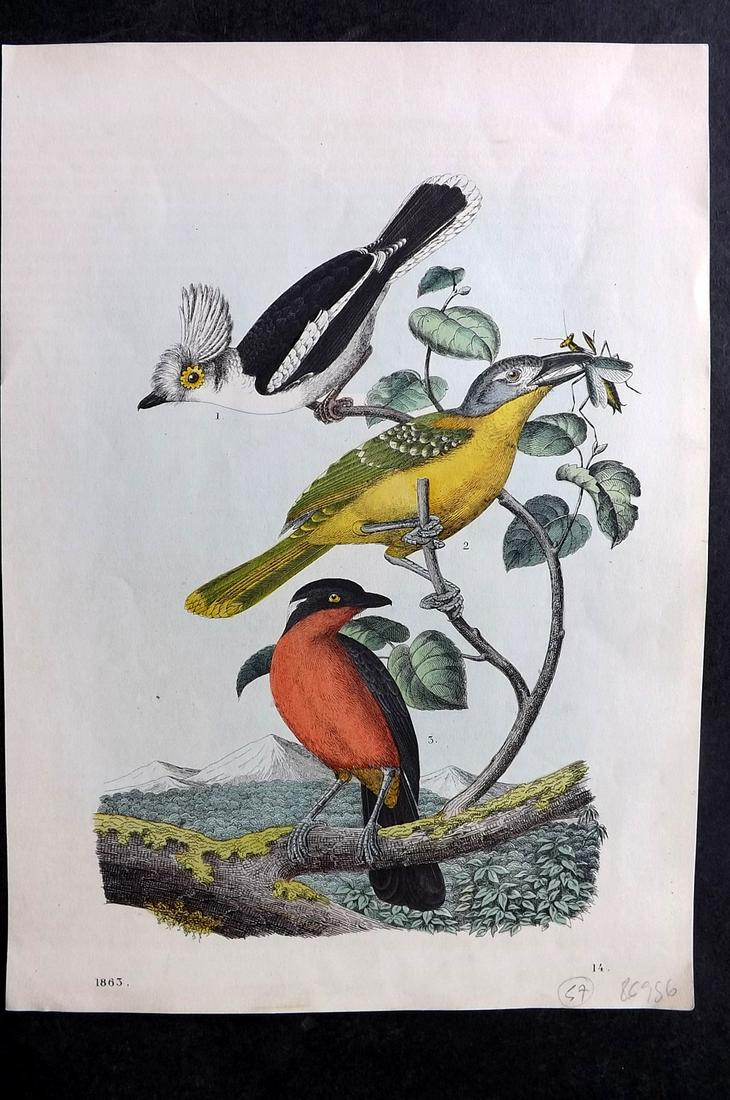 Hoffmann, Carl 1863 Hand Col Bird Print. African Shrikes 14 (1 of 2)