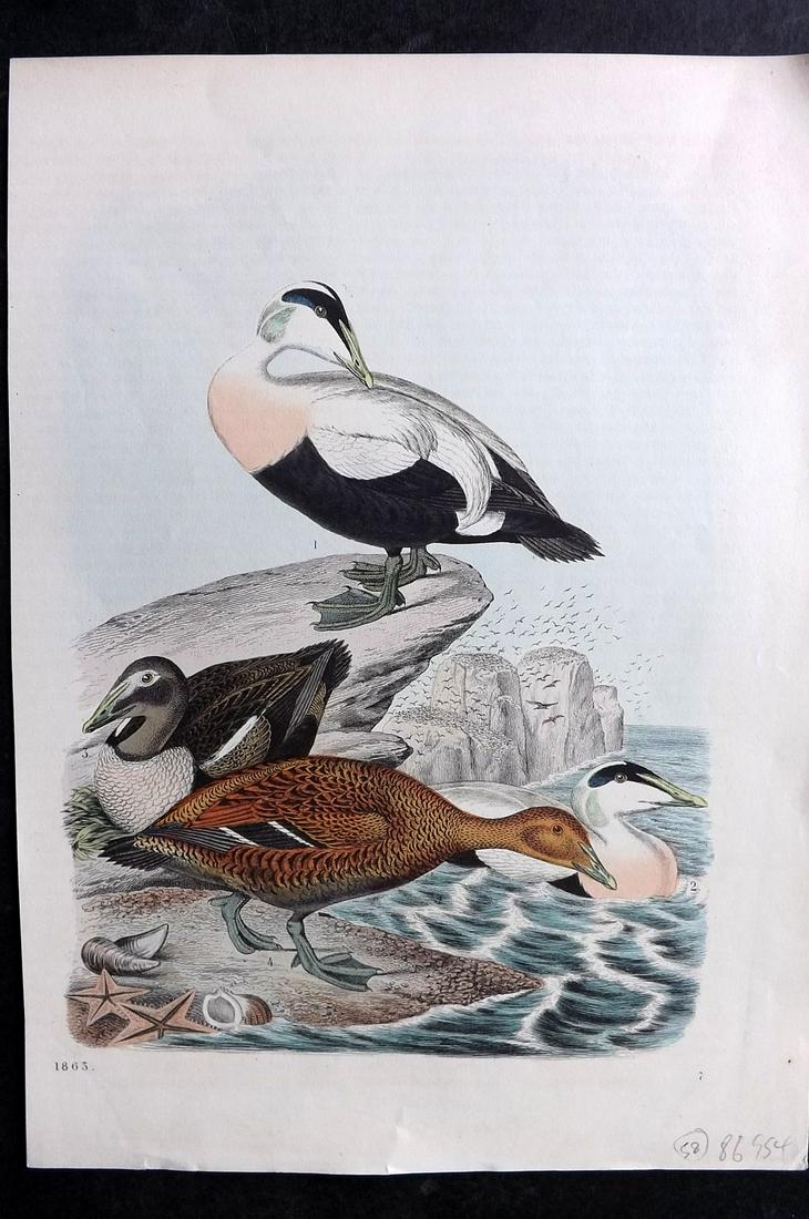 Hoffmann, Carl 1863 Hand Col Bird Print. Eider Duck, Ducks 07 (1 of 2)