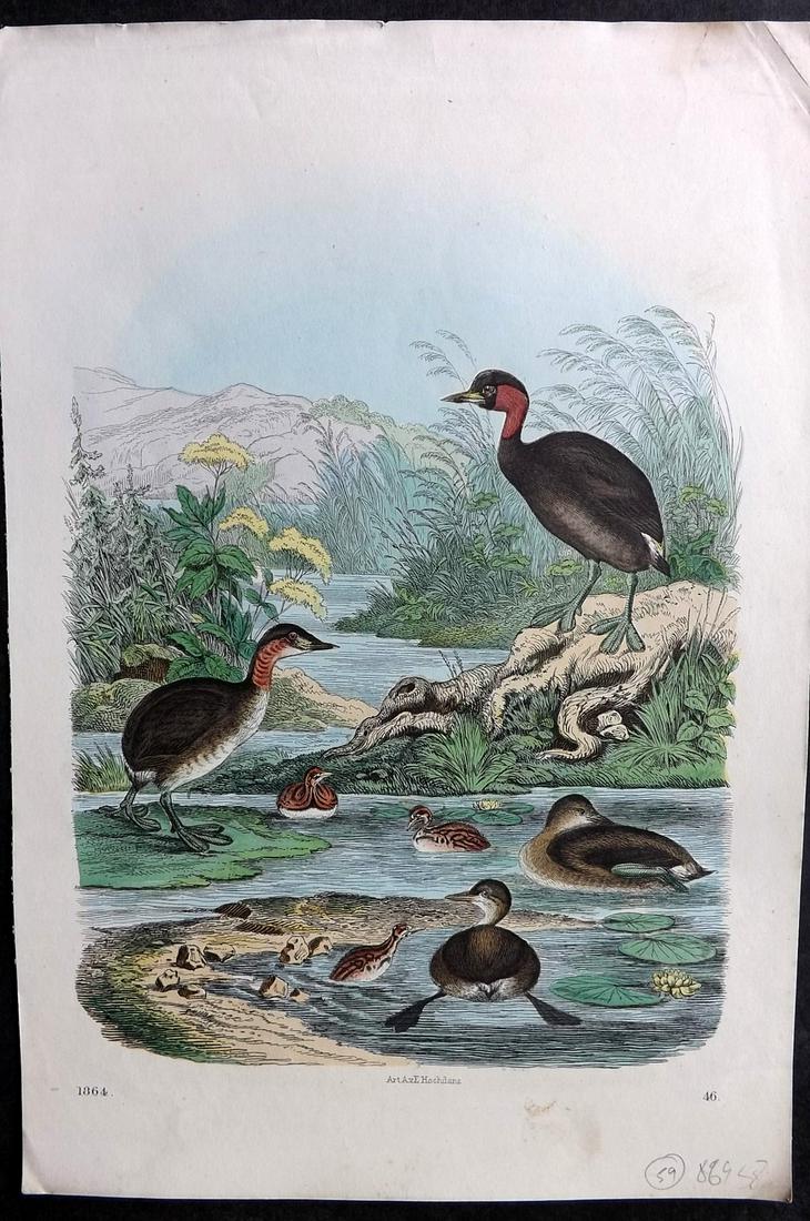 Hoffmann, Carl 1863 Hand Col Bird Print. Podiceps, Grebes 46 (1 of 2)