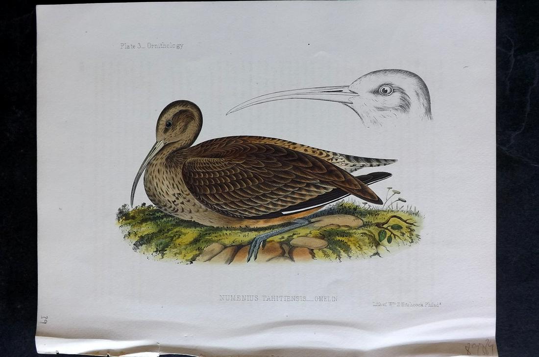 Perry, Commodore 1856 Hand Col Bird Print. Bristle-thighed Curlew 03 (1 of 2)