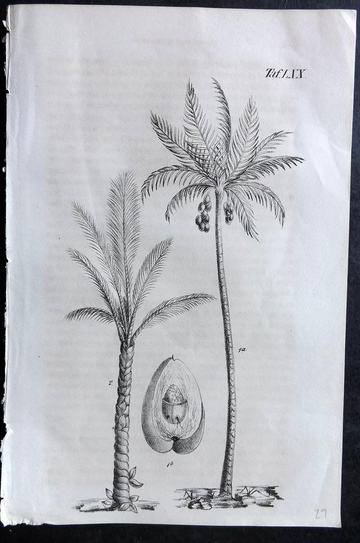 Anon 1847 Antique Botanical Print. Palm Trees (1 of 2)
