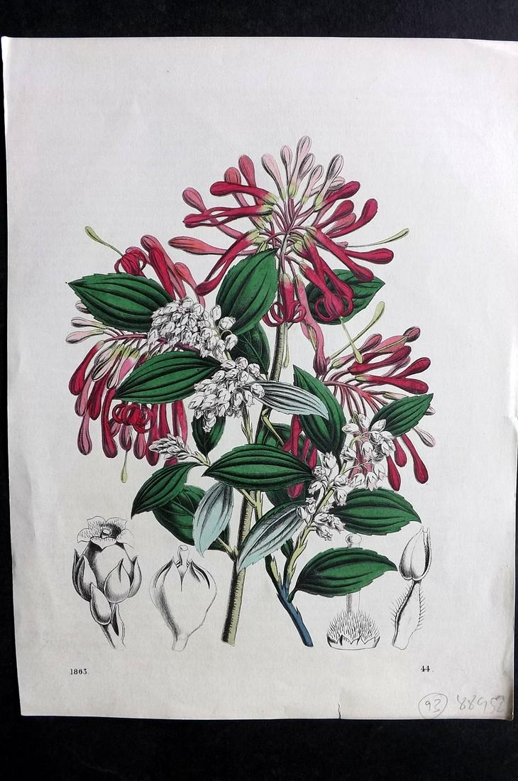 Hoffmann, Carl 1863 Hand Col Botanical Print. Embothrium Coccineum & Gaultheria 44 (1 of 2)