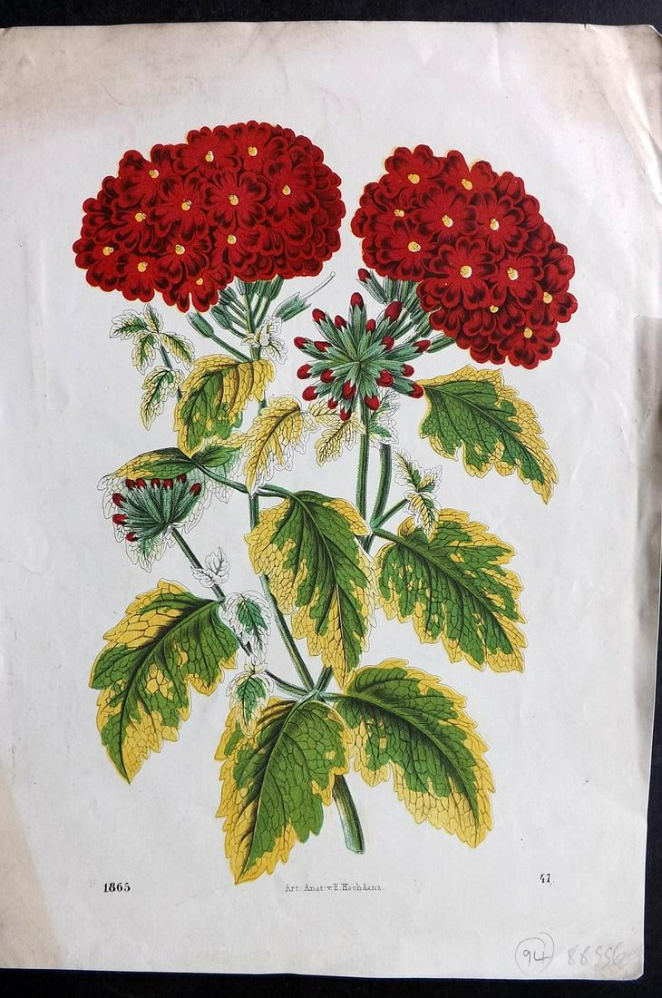 Hoffmann, Carl 1865 Hand Col Botanical Print. Verbena 47 (1 of 2)