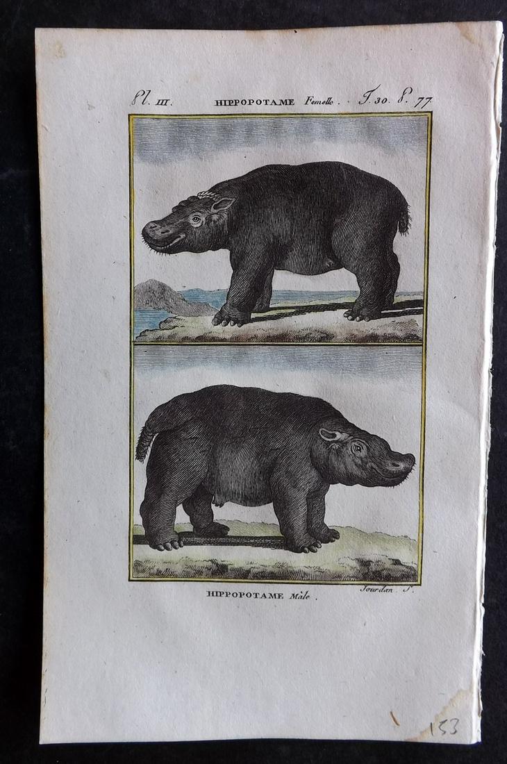 Buffon & Sonnini C1800 Hand Col Print. Hippo: Hand Colored Copper Plate Published 1799-1808, Paris for "Histoire naturelle générale et particulière" by the Comte de Buffon and Charles Nicolas Sigisbert Sonnini. Paper Size: 7.5 x 5 inch (19 x 1