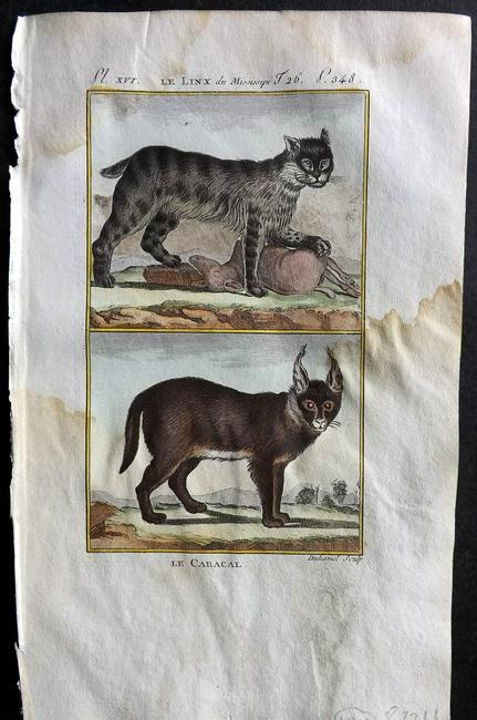 Buffon & Sonnini C1800 Hand Col Print. Mississippi Lynx, USA: Hand Colored Copper Plate Published 1799-1808, Paris for "Histoire naturelle générale et particulière" by the Comte de Buffon and Charles Nicolas Sigisbert Sonnini. Paper Size: 7.5 x 5 inch (19 x 1