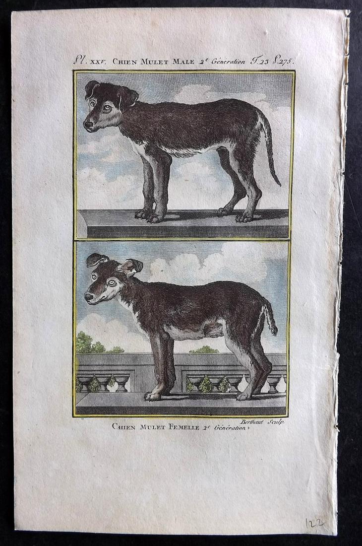Buffon & Sonnini C1800 Hand Col Print. Mongrel Dogs: Hand Colored Copper Plate Published 1799-1808, Paris for "Histoire naturelle générale et particulière" by the Comte de Buffon and Charles Nicolas Sigisbert Sonnini. Paper Size: 7.5 x 5 inch (19 x 1