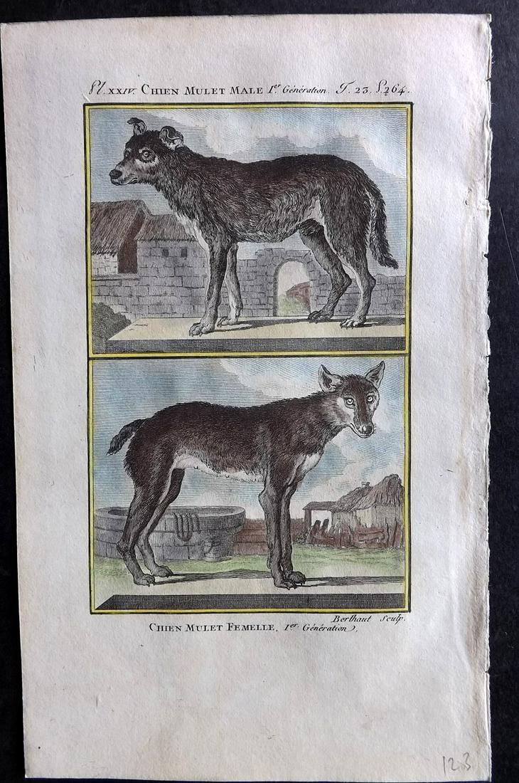 Buffon & Sonnini C1800 Hand Col Print. Mongrel Dogs: Hand Colored Copper Plate Published 1799-1808, Paris for "Histoire naturelle générale et particulière" by the Comte de Buffon and Charles Nicolas Sigisbert Sonnini. Paper Size: 7.5 x 5 inch (19 x 1