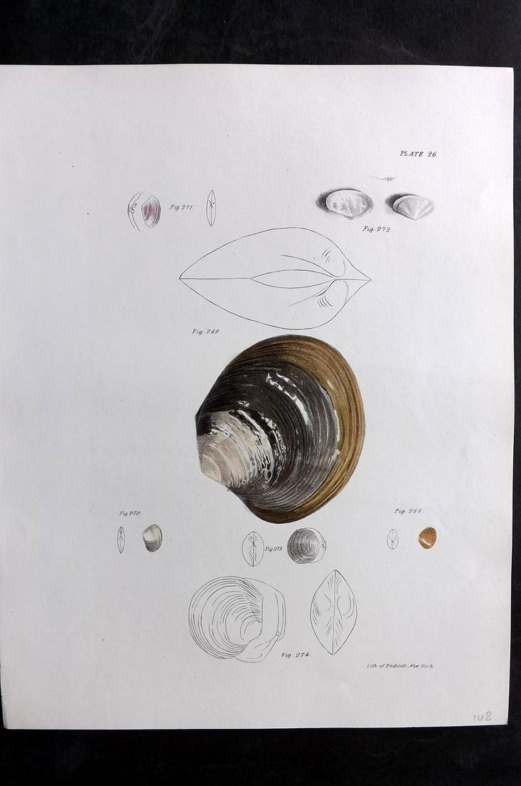 de Kay, James 1843 Antique Hand Col Shell Print 26 (1 of 2)