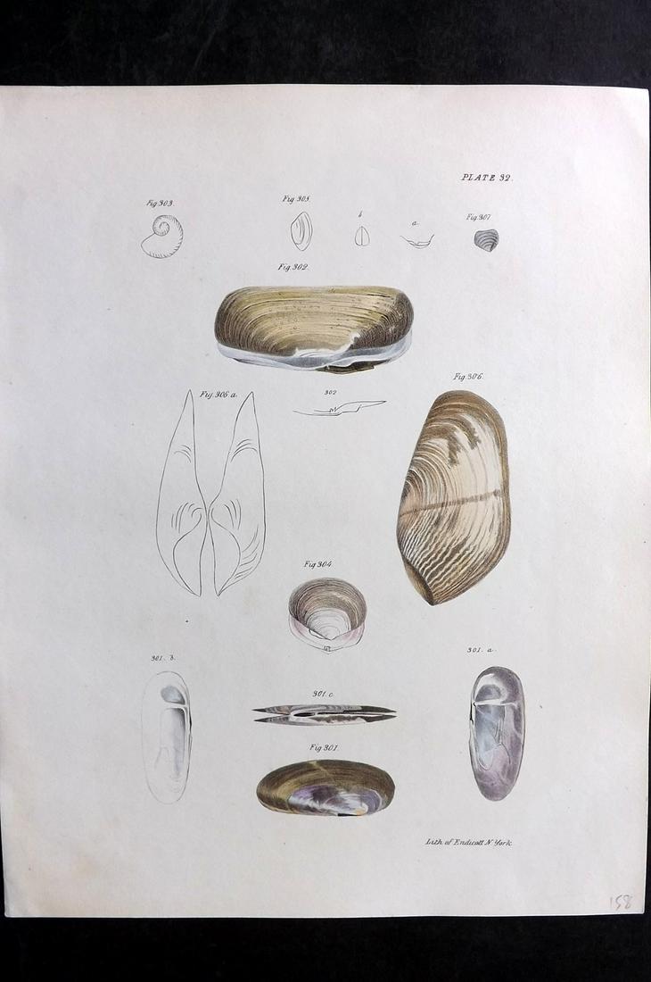 de Kay, James 1843 Antique Hand Col Shell Print 32 (1 of 2)