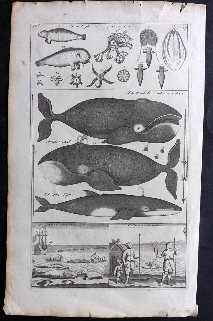 Harris, John C1740 Folio Print. Whales, Fish & Natives of Greenland (1 of 2)
