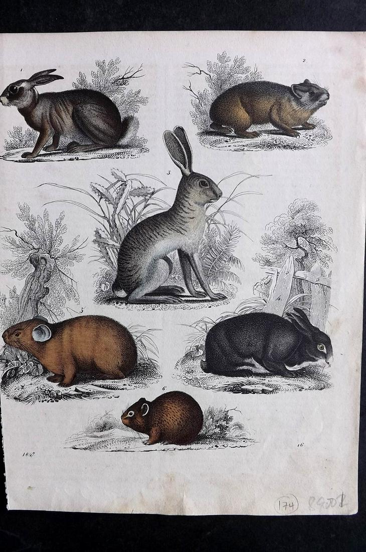 Hoffmann, Carl 1847 Hand Col Print. Rabbit Hare, Rodents 16: Hand Colored Lithograph Published 1842-80, Stuttgart for "Das Buch der Welt" by Carl Hoffmann. Paper Size: 9.5 x 7 inch (25 x 18cm) Approx. Good Condition overall