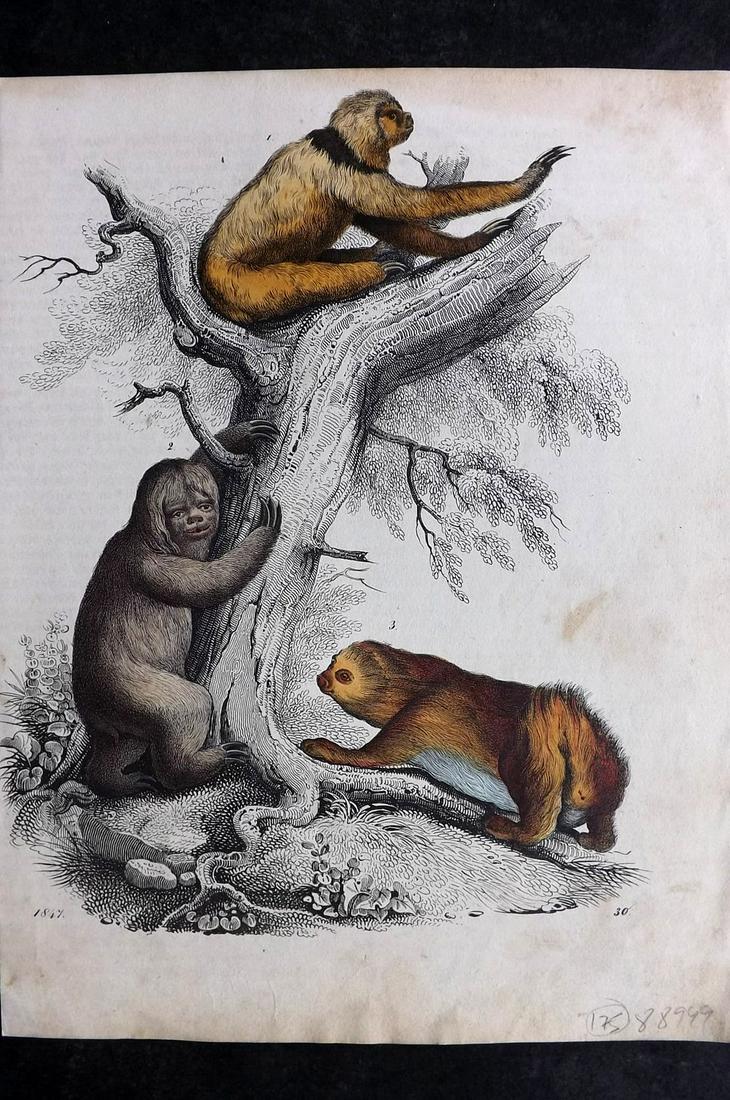Hoffmann, Carl 1847 Hand Col Print. Sloths: Hand Colored Lithograph Published 1842-80, Stuttgart for "Das Buch der Welt" by Carl Hoffmann. Paper Size: 9.5 x 7 inch (25 x 18cm) Approx. Good Condition overall