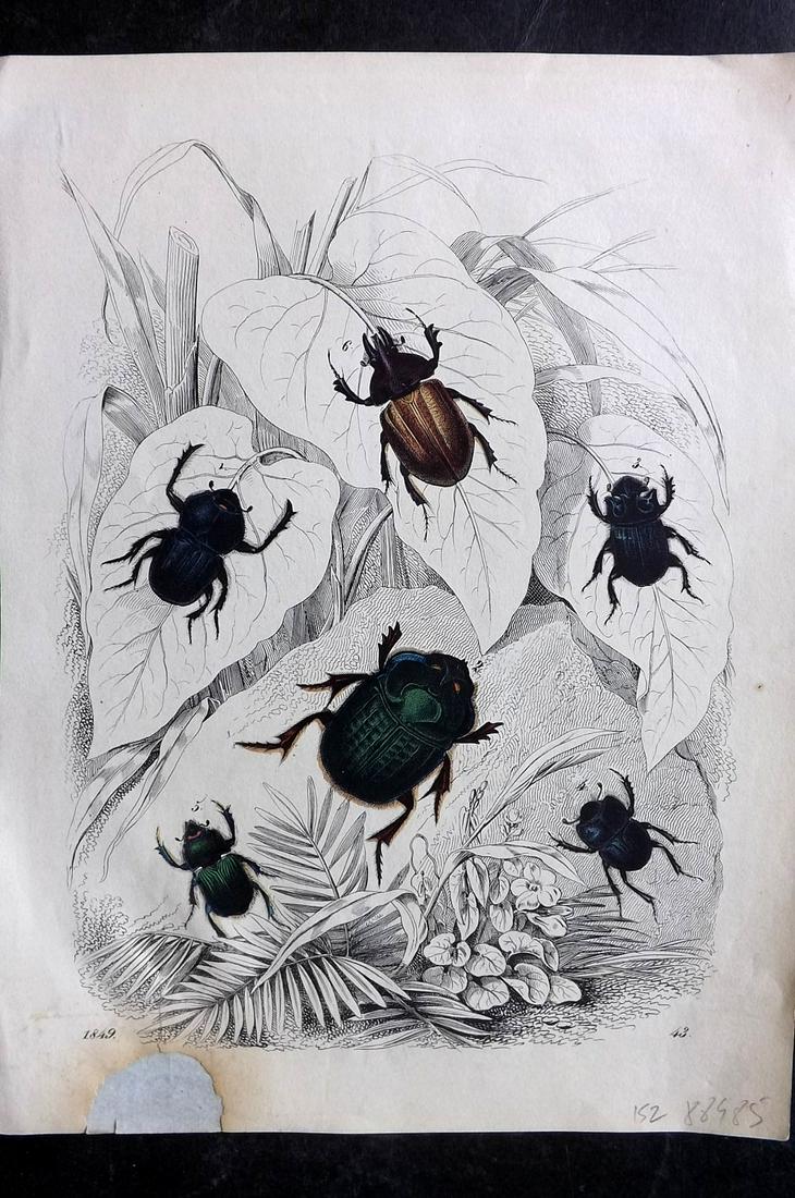 Hoffmann, Carl 1849 Hand Col Print. Beetles (1 of 1)