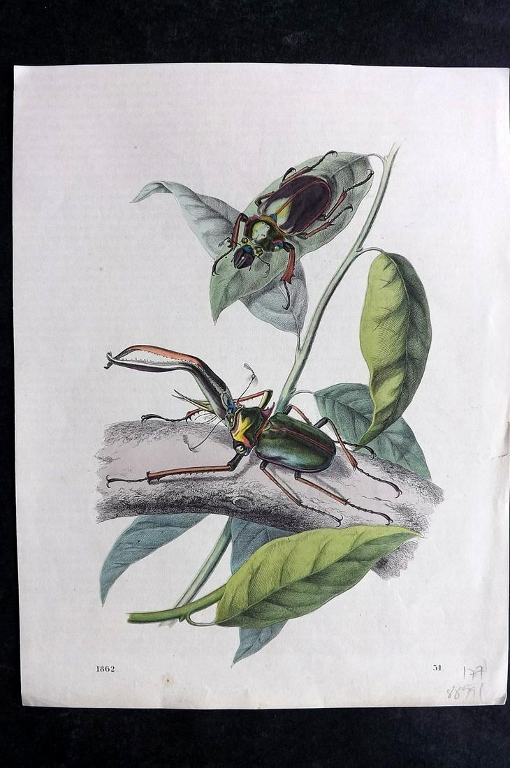 Hoffmann, Carl 1862 Hand Col Print. Darwin's Stag Beetle 31 (1 of 2)