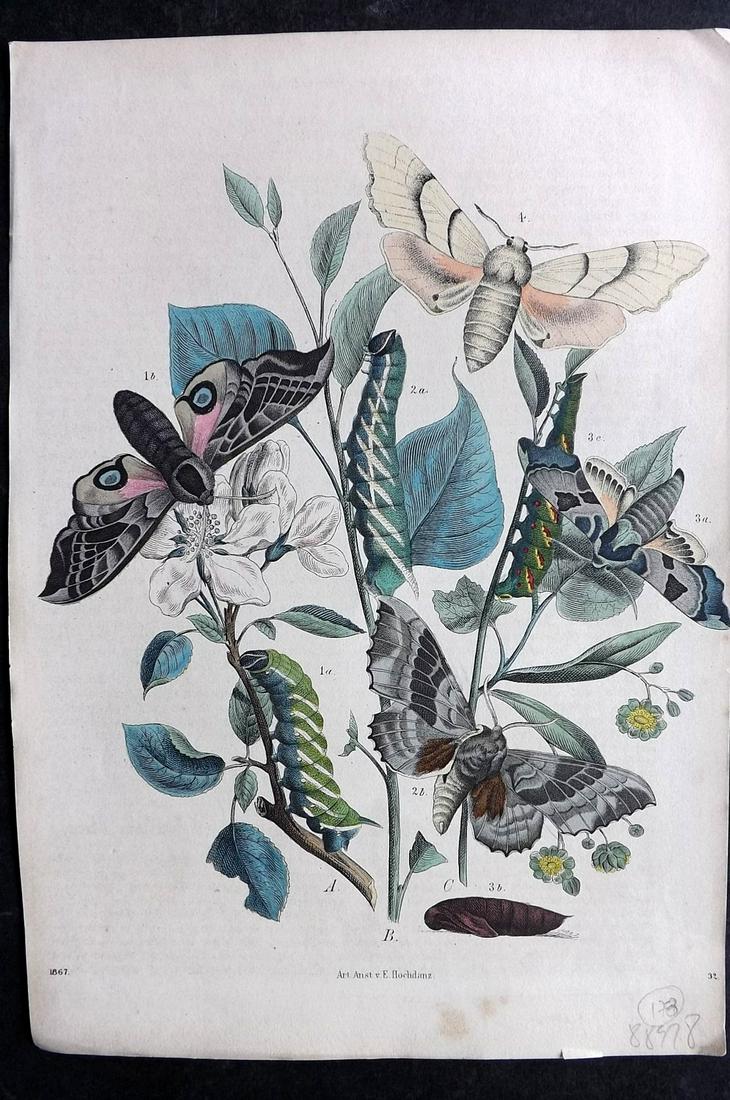 Hoffmann, Carl 1867 Hand Col Print. Moths 32: Hand Colored Lithograph Published 1842-80, Stuttgart for "Das Buch der Welt" by Carl Hoffmann. Paper Size: 9.5 x 7 inch (25 x 18cm) Approx. Good Condition overall