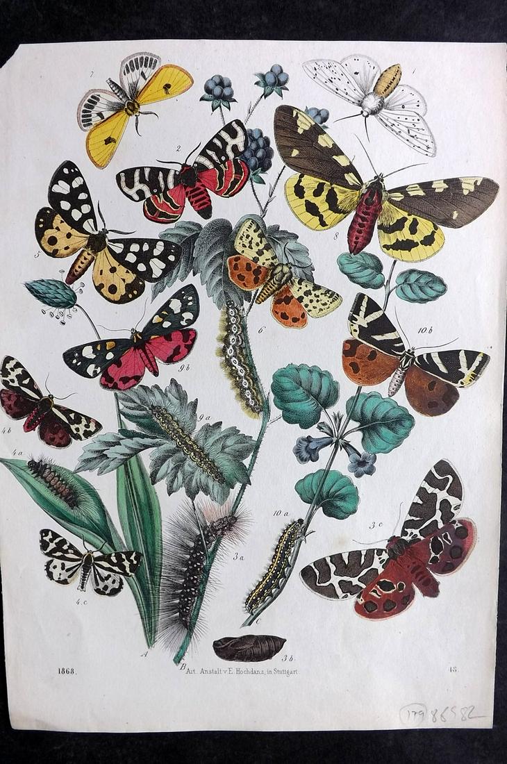 Hoffmann, Carl 1868 Hand Col Print. Moths 48 (1 of 2)
